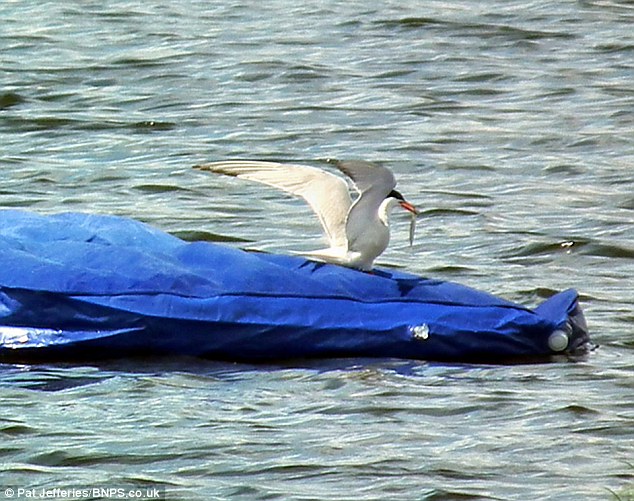 ӢС��������񳲹�����ˮ����Ϣ