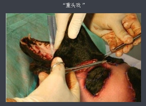 �ֲ���̬���������ݳɹ�ͷ ���˹�������ȫ����