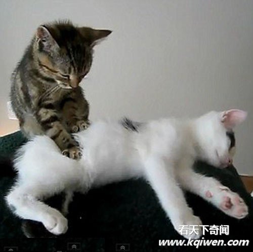 СèΪͬ�鰴Ħ��Ƶ�ߺ����� ������Χ��(��ͼ)